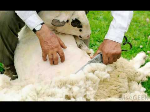 What is Worsted Wool