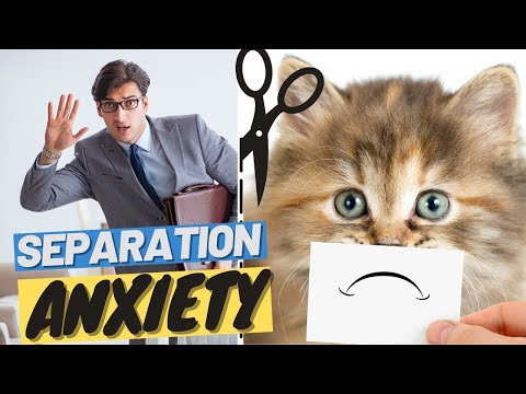 Do Cats Miss Us? - Cat Separation Anxiety