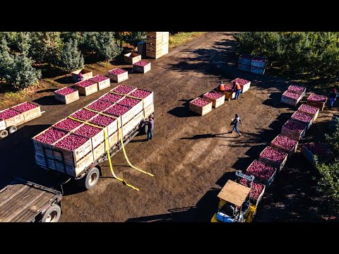 How Do American Farmers Produce 9,9 Billion Pounds Of Apples - American Farming