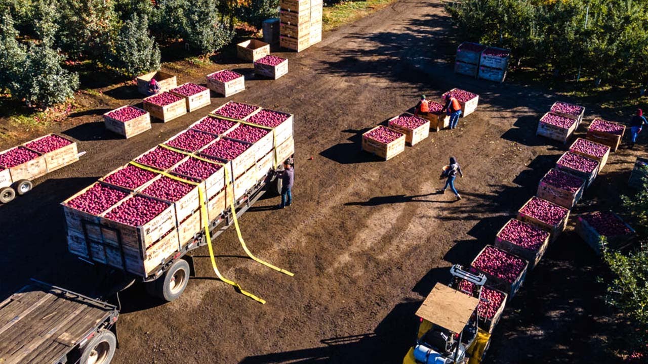 How Do American Farmers Produce 9,9 Billion Pounds Of Apples - American Farming