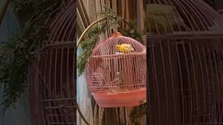 My friend having fun #canaryyellow #canarybirds