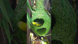 Download lagu The Incredible Engineering of a Weaver Bird mp3 Download lagu The Incredible Engineering of a Weaver Bird mp3