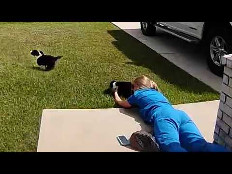 Animals Being Jerks! 💥 | Funniest Animal Videos Ever