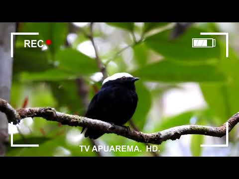 Documentário - Big Day Brasil especial Apuarema