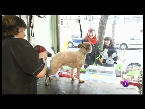 Los animales se ponen guapos para San Antón
