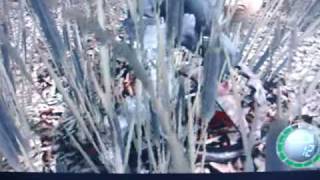 "Biohazard 4" Game Cube