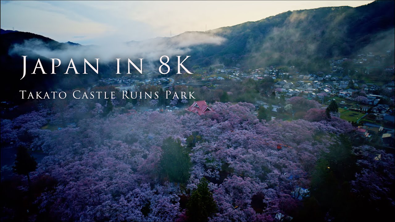 Japan in 8K- Takato Castle Ruins Park- 高遠城址公園の桜