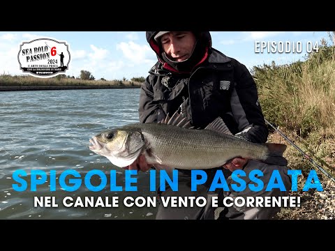 Spigole a Bolognese Tecniche di Pesca in Passata nel Canale | Sea BOLO Passion S6E4 #TrabuccoFishing