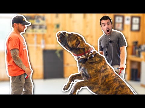 AGGRESSIVE RESCUE DOGS LAST CHANCE AT LIFE...