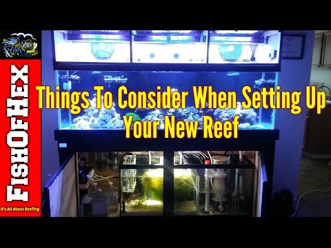 Things To Consider When Setting Up A New Reef Tank | Beginner Guide