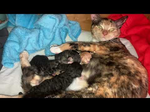 Nestje 22-4 2021 (Jikke en Artie)