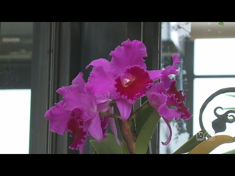 Behind the Scenes of Longwood's Orchid House