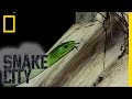 Green Snake Identification Snake City