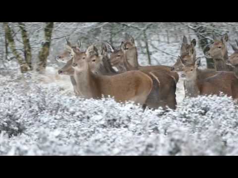 Rehmix (Unofficial ) - F & E - Konstant Daneben Records