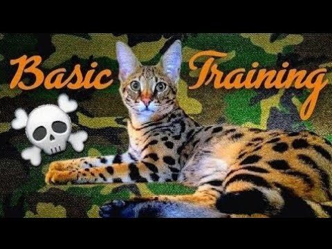 🎖 BASIC TRAINING ! - F1 Savannah Cats ARMANI 💞 VERSACE