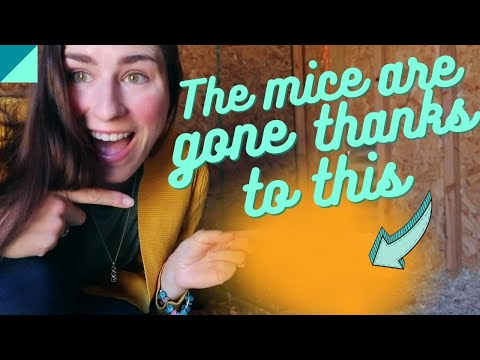 Secret to keeping rats and mice out of your chicken coop