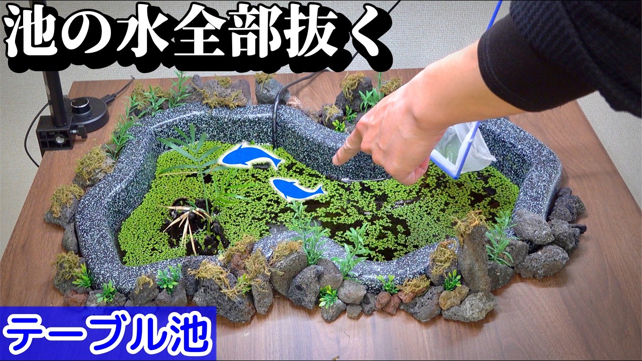 室内に作った池を撤去！中古物件へ引越し完了。