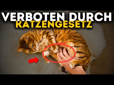 Die 9 ungeschriebenen Gesetze der Katzen (die Sie jeden Tag brechen)