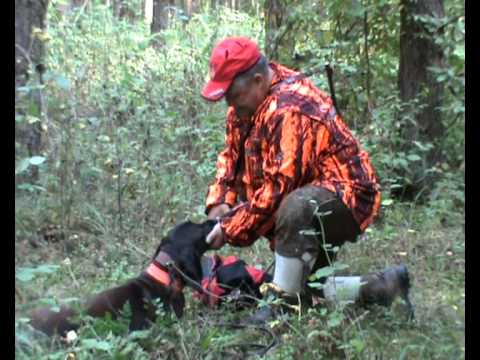 Am ersten Abend liegen zwei kapitale Hirsche auf der Strecke!