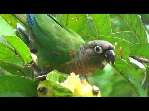 Blaze-winged Parakeet, eating guava, Pyrrhura devillei, Blaze-winged Parakeet, eating guava, Pyrrhura devillei,