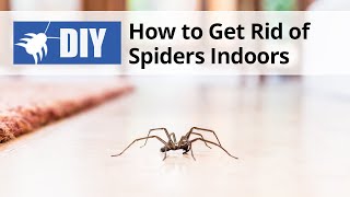 How to Get Rid of Spiders Indoors | DoMyOwn.com