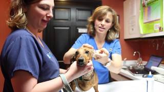 preview picture of video 'All Creatures Animal Hospital - Short | East Amherst, NY'