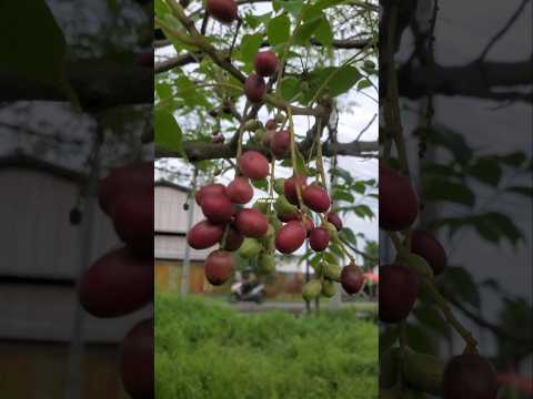 BUAH POHON KUDA ATAU POHON JARANAN ‼️ Lannea coromandelica #pohonkuda #pohonjaranan #jaranan