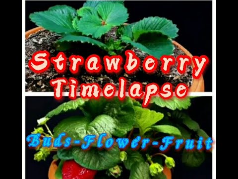 40 Days Strawberry Timelapse - Plant / Buds / Flower / Fruit - Fruit / Flower / Buds /Plants