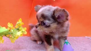 チワワ（ロング）の動画01