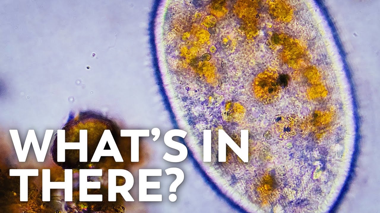 Mysterious Jiggly Crystals