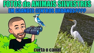 [REVELADO] ANIMAIS SILVESTRES EM GRANDES CENTROS URBANOS? CONSIGO FOTOGRAFÁ-LOS? #DICASDEFOTOGRAFIA