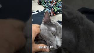 Daily rubs #cat #kitten #catdad #catvideos #cats #funnycats #animals #meow