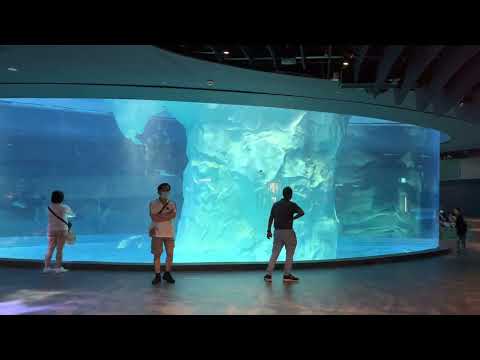 "Penguin Cove Level 1" @ Mandai Bird Paradise, Singapore