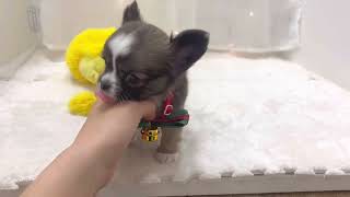 チワワ（ロング）の動画01