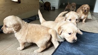Caught My Golden Retriever Puppies ESCAPING...
