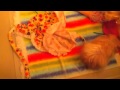 "I'm on Vacation" By Rhett and Link. Hamster ...