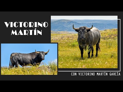 REPORTAJE | VICTORINO MARTIN