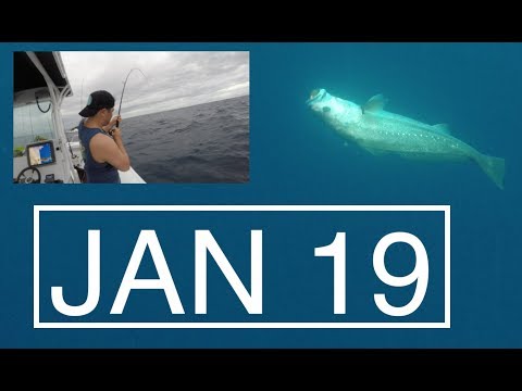 "Everything Jewfishing" - Mulloway Bait, Location, Fight! and Fillet (earstones) - Stradbroke Island