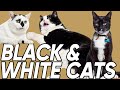 Do You Know the 3 Classifications of Black & White Cats?