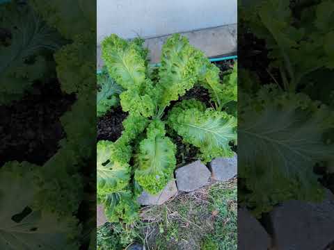 From Seed to Harvest: The Amazing Growth of My Mustard Greens Using the Cut and Come Again Technique