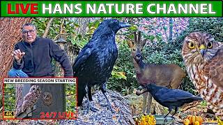 Live Bird Feeder🌻Summer Forest Wildlife 🐦 Bird Songs 🎶 Relaxing Real Nature Sounds 24/7 live webcam