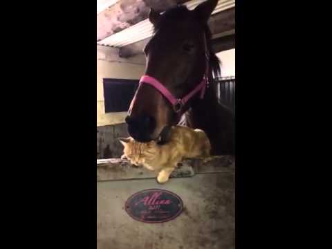 Ett omaka par som är bästa vänner