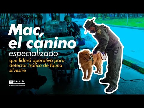 Mac, el canino especializado que lideró operativo para detectar tráfico de fauna silvestre