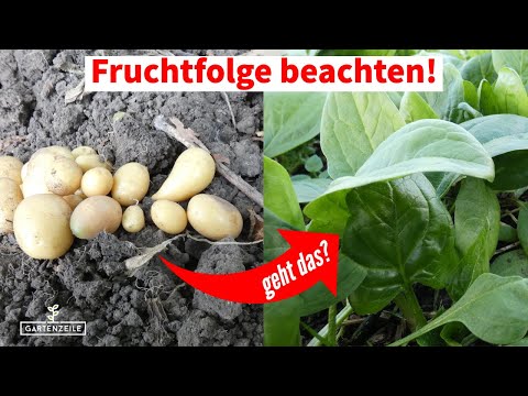 Fruchtwechsel bei der Beetplanung beachten [Befolge unsere Tipps]