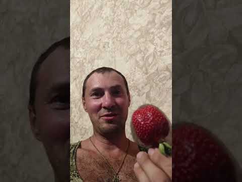 Супер клубника Мини обзор 🍓.  #Клубника #strawberries  #ранний_сорт_клубники