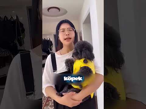 Köpek Arkadaşını Çiviye Basmaktan Kurtardı ✨😐