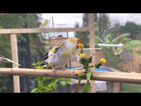 Chardonneret volière 2021 marseille