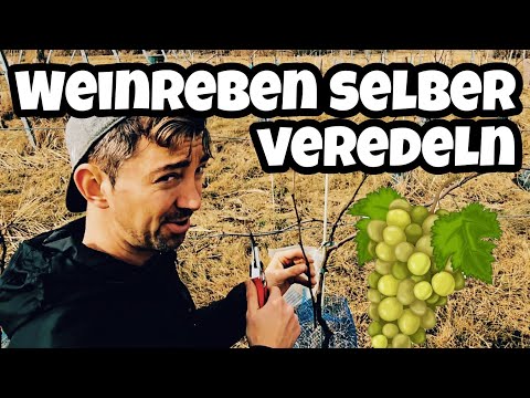 Wie Weinreben selber veredeln? | Veredelung von Wein ganz einfach