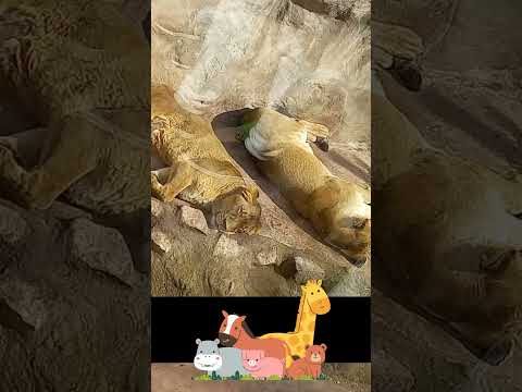 Un día en familia en el Zoológico Metropolitano de Santiago 🐯🌿 ❤️✨#zoologicometropolitano #zoologico