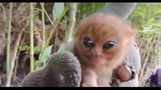 Kawawa naman ng mga TARSIER⚠️?